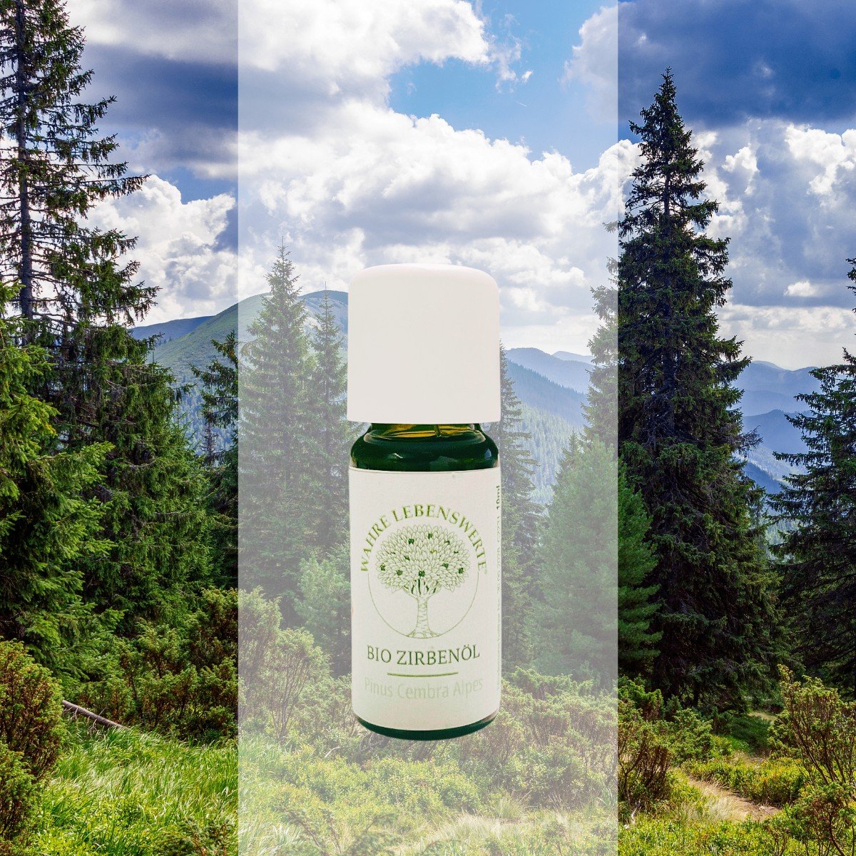 Huile essentielle de Pin Cembro des Alpes